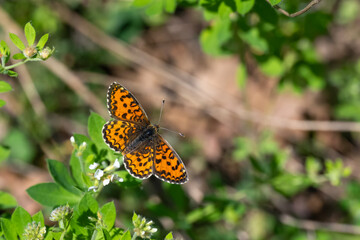 Nymphalidae / Güzel İparhan / Lesser Spotted Fritillary / Melitaea syriaca
