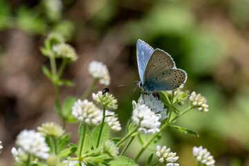 Lycaenidae / Çokgözlü Mavi / Common Blue / Polyommatus icarus