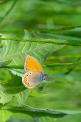 Rus Zıpzıp Perisi » Coenonympha leander » Russian Heath