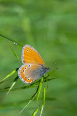 Rus Zıpzıp Perisi » Coenonympha leander » Russian Heath