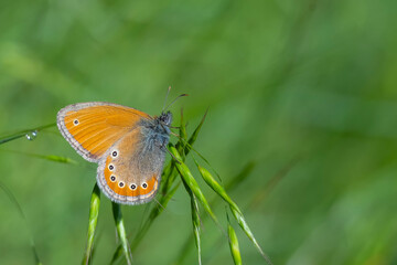 Rus Zıpzıp Perisi » Coenonympha leander » Russian Heath