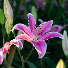Beautiful single pink lily flower. Chiang Mai flower festival, Thailand. Square flower image.