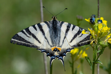 Papilionidae / Erik Kırlangı&ccedil;kuyruğu / Scarce Swallowtail / Iphiclides podalirius
