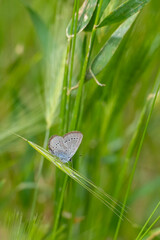 Lycaenidae / Minik Kupid / Small Blue / Cupido minimus