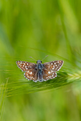 Hesperiidae / Ebegümeci Zıpzıpı / Grizzled Skipper / Pyrgus malvae