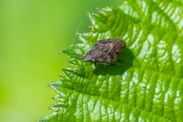 green caterpillar on leaf