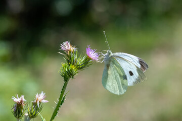 Pieridae / Büyük Beyazmelek / Large White / Pieris brassicae