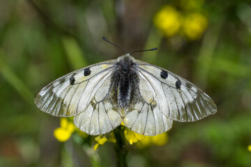 Papilionidae / Dumanlı Apollo / Clouded Apollo / Parnassius mnemosyne