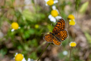 Nymphalidae / Amannisa / Heath Fritillary / Melitaea athalia
