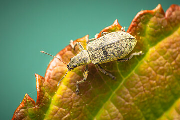 Braungrauer Glanzrüssler makro Rüsselkäfer