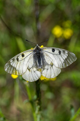 Papilionidae / Dumanlı Apollo / Clouded Apollo / Parnassius mnemosyne