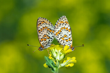 Nymphalidae / Benekli İparhan / Spotted fFitillary / Melitaea didyma