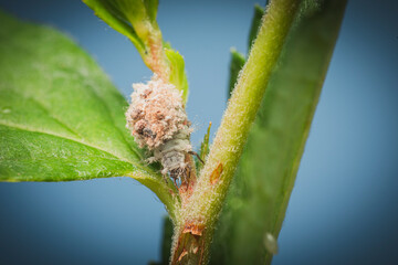 Getarnte junge Florfliegenlarve Chrysoperla carnea makro © scaleworker