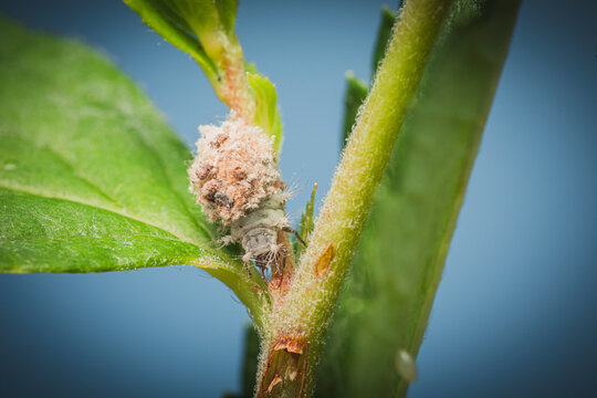 Getarnte junge Florfliegenlarve Chrysoperla carnea makro