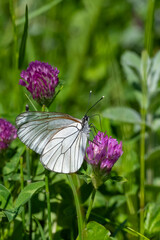 Alıç Kelebeği » Aporia crataegi » Black-veined White
