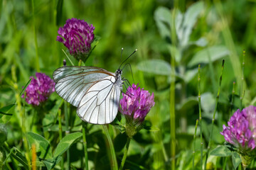 Alıç Kelebeği » Aporia crataegi » Black-veined White