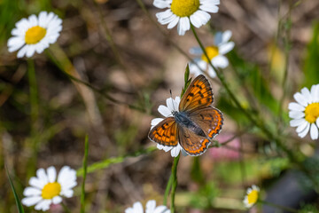 Lycaenidae / Büyük Mor Bakır / Purple-shot Copper / Lycaena alciphron