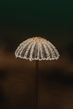 Wolliger Dungtintling Pilz Coprinopsis cordispora makro