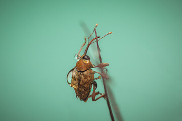 Eichelbohrer Käfer mit Tautropfen makro