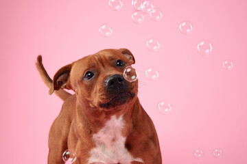 A joyful Staffordshire Bull Terrier is caught in a playful moment, gazing upward at floating...