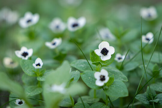 Flowering Swedish Cornel or bunchberry (Cornus suecica). The dwarf cornel or bunchberry blooming in nature in West Estonia