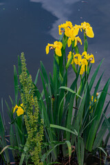 Wild Iris along the Chesapeake and Delaware Canal, Maryland USA