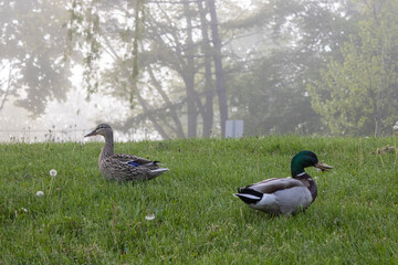 Foggy day at Lake Ontario