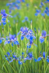 Siberian iris flowers in full bloom; vertical picture