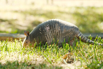 Nine-banded armadillo closeup in green summer grass of Texas yard.