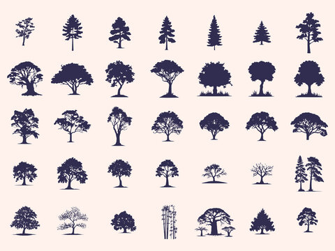 Silhouettes Trees Set, Pine Tree fir  pruce cedar white patch alder elm birch ash cypress beech palm tree.