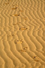 Huellas de camello en las dunas de Sharqiya Sands, Sultanato de Omán