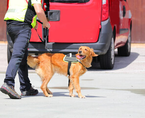 Rescue dog missing after disasters found on leash by handler