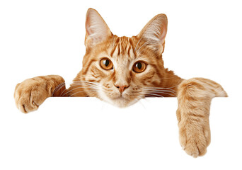 Yellow cat hanging over a banner clipping path