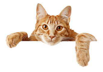 Yellow cat hanging over a banner clipping path