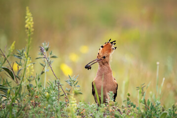 Eurasian or common hoopoe Upupa epops, in the wild © Tatiana