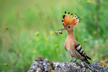 Eurasian or common hoopoe Upupa epops, in the wild © Tatiana