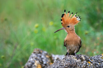 Eurasian or common hoopoe Upupa epops, in the wild © Tatiana