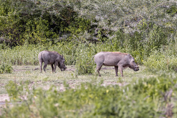 Fototapeta premium Tanzania - Lake Manyara National Park - common warthog (Phacochoerus africanus)