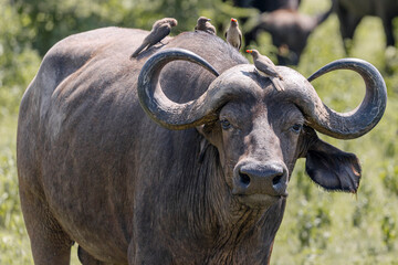 Tanzania - Lake Manyara National Park - African buffalo (Syncerus caffer)