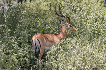 Tanzania - Lake Manyara National Park -  impala male (Aepyceros melampus)
