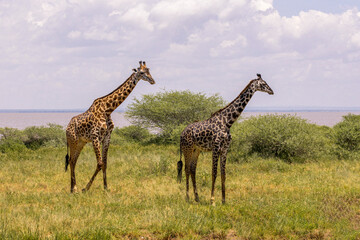 Tanzania - Lake Manyara National Park - Masai giraffe (Giraffa tippelskirchi)