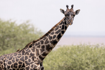 Tanzania - Lake Manyara National Park - Masai giraffe (Giraffa tippelskirchi)