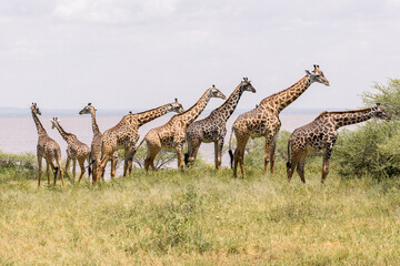 Tanzania - Lake Manyara National Park - Masai giraffe (Giraffa tippelskirchi)