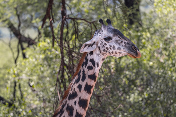 Tanzania - Lake Manyara National Park - Masai giraffe (Giraffa tippelskirchi)