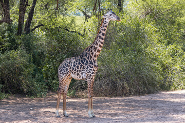 Tanzania - Lake Manyara National Park - Masai giraffe (Giraffa tippelskirchi)