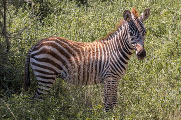 Tanzania - Lake Manyara National Park - plains zebra (Equus quagga)