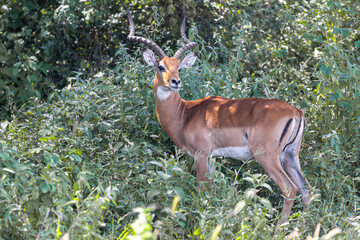 Tanzania - Lake Manyara National Park -  impala male (Aepyceros melampus)
