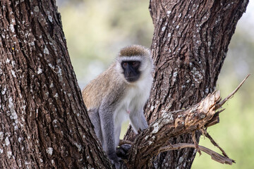 Tanzania - Tarangire National Park - vervet monkey (Chlorocebus pygerythrus)