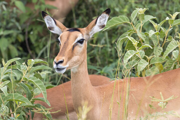 Tanzania - Tarangire National Park - impala female (Aepyceros melampus)