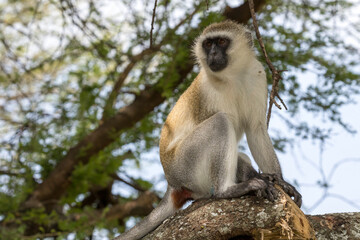 Tanzania - Tarangire National Park - vervet monkey (Chlorocebus pygerythrus)